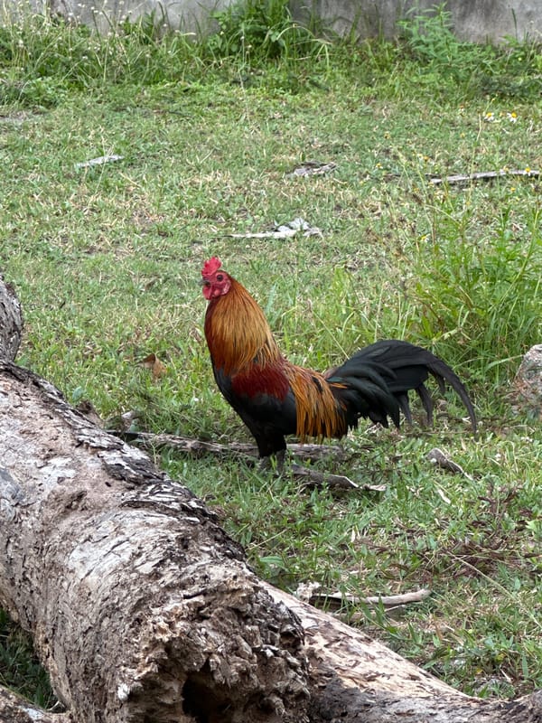Colorful rooster perches near fallen trunk in Baan Mae Nam