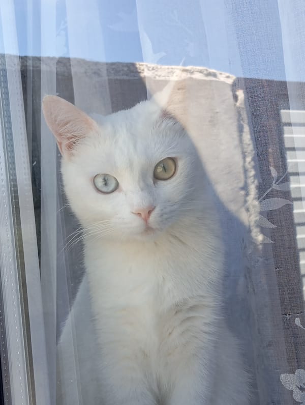 Morning cat sightings captured in Baksan, Russia