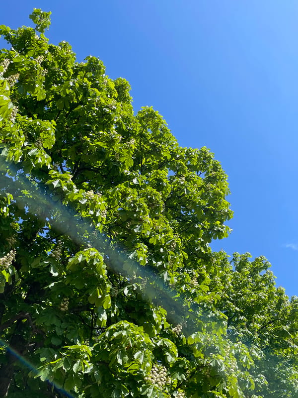 Spring foliage observed under clear skies in Sofia