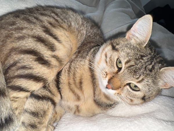Tabby cat rests on white blanket, multiple angles captured
