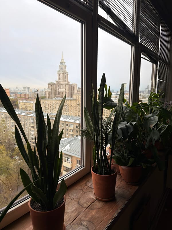 Indoor plants arranged by window in Khimki apartment