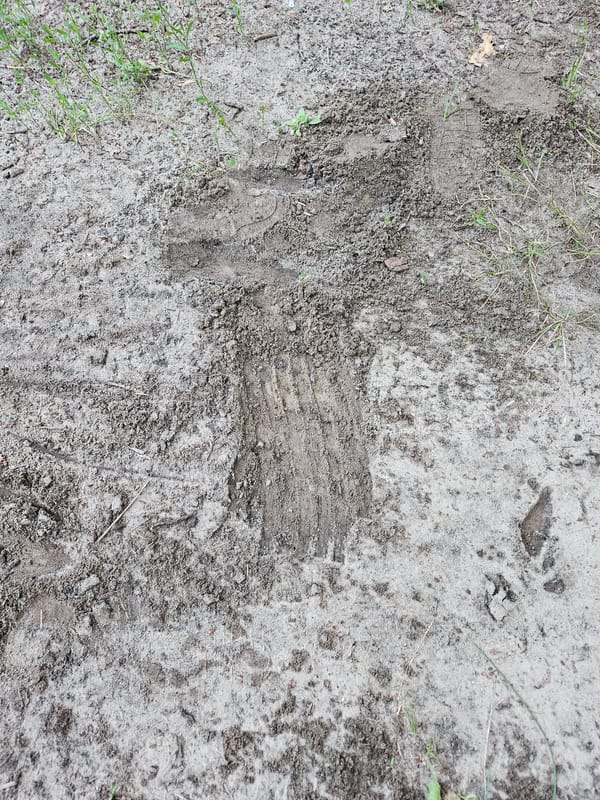 Close-up exploration along a winding woodland path