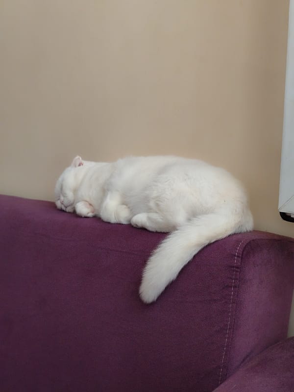Woman spends quiet morning with white cat in Sarıyer home