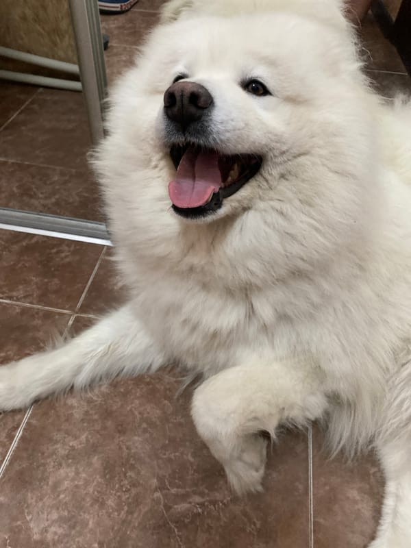 Fluffy white Samoyed chilling on a tiled floor