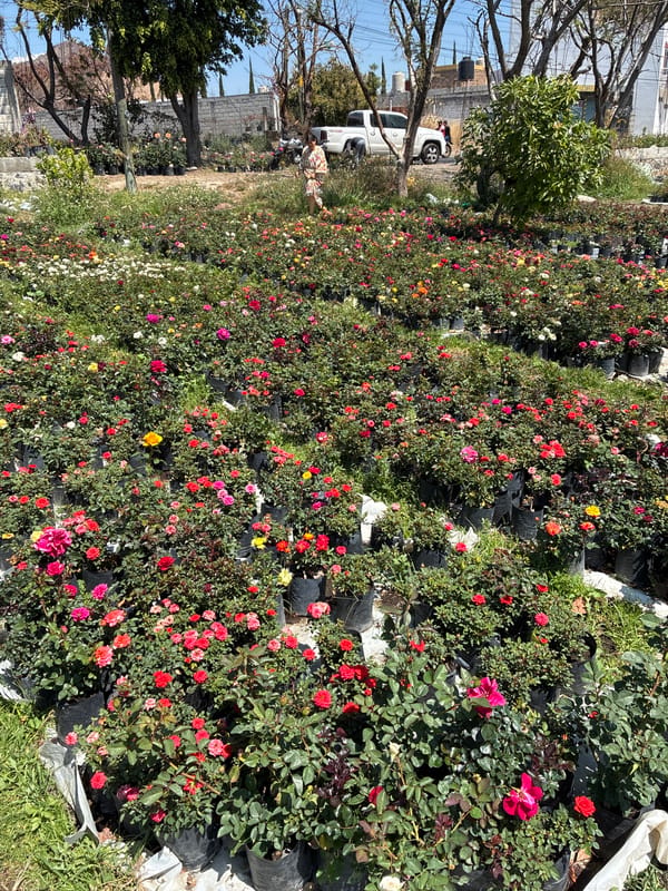 Commercial rose nursery operations documented in Atlixco, Mexico