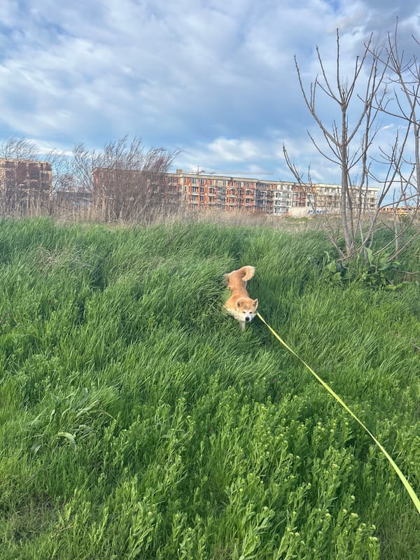 Dog spotted near construction site in Plovdiv, Bulgaria