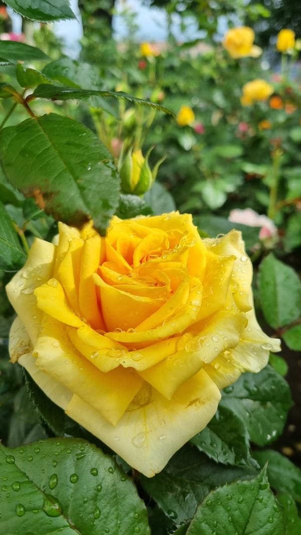 Rose garden blooms after rain in Smila, Ukraine
