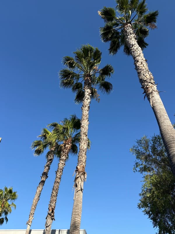 Palm trees line West Hollywood street under clear skies
