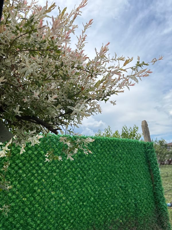 Colorful plant photographed beside green fence under cloudy sky