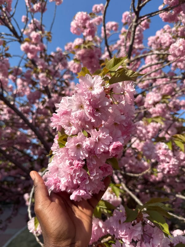 Cherry blossom viewing and scooter rides in Zhongtun park