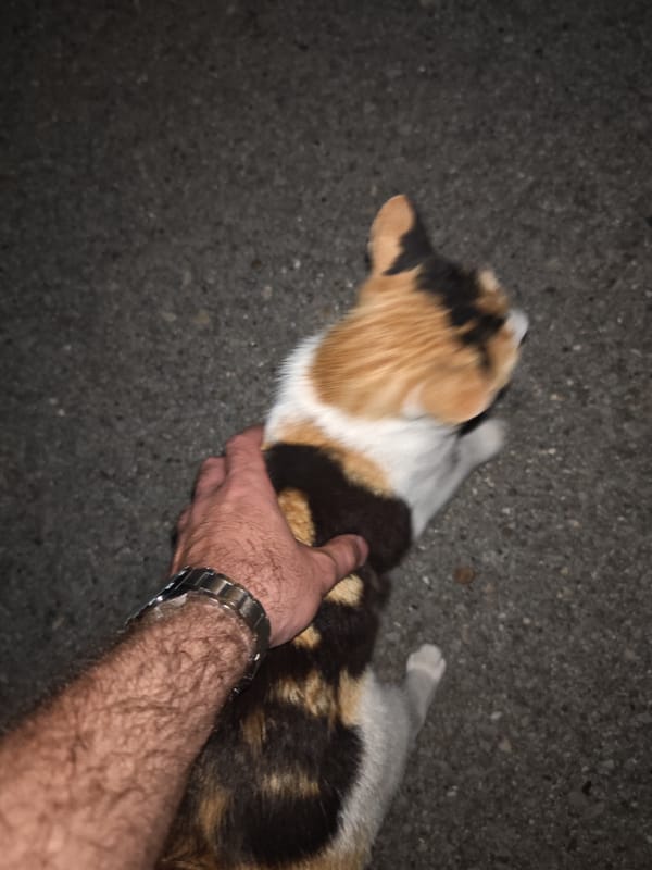 Calico cat and crescent moon by Shumen Lake at night
