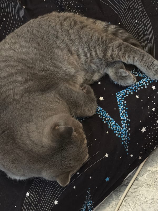 Grey cat naps on starry blanket in Perm home