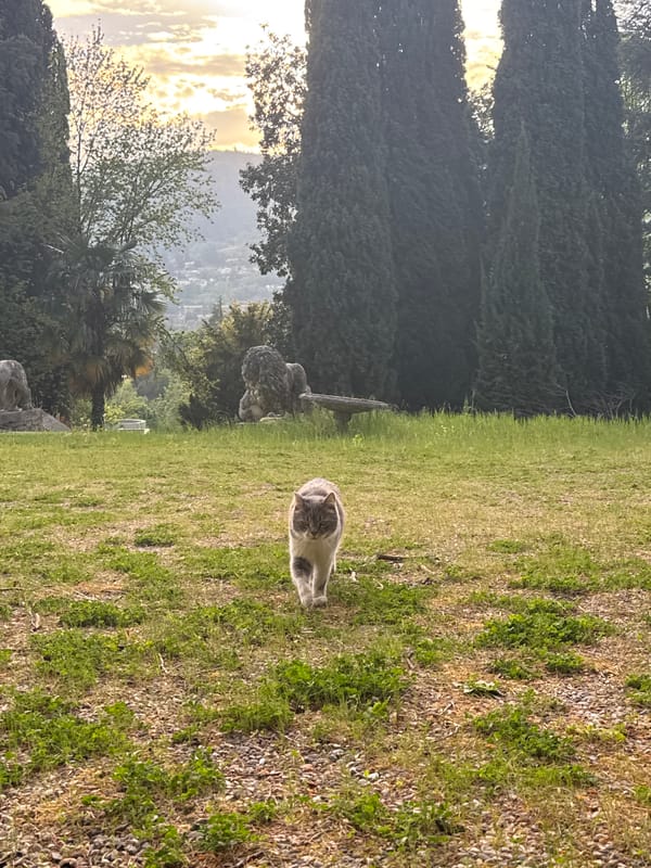 Spring garden moment captured in Erba, Italy
