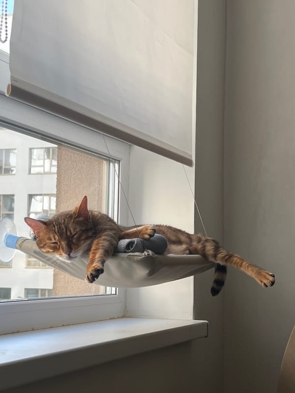 Tabby cat napping in a window hammock in Yekaterinburg