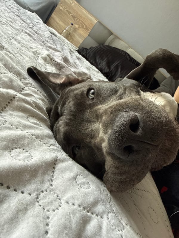 Dog relaxing upside down on bed in Varna
