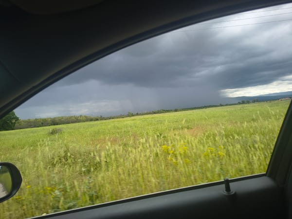 Car passenger views flowering field near Glavatar, Bulgaria