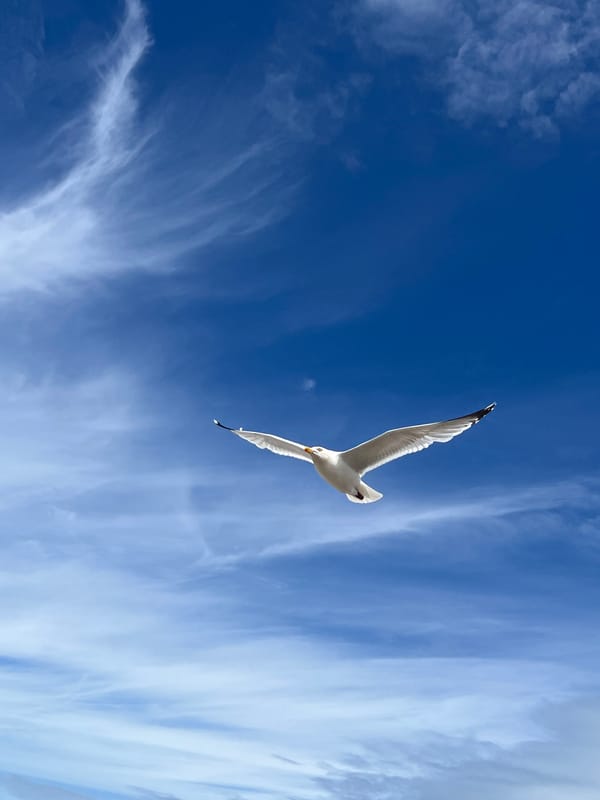 Cars and seagulls spotted in French coastal town Étretat