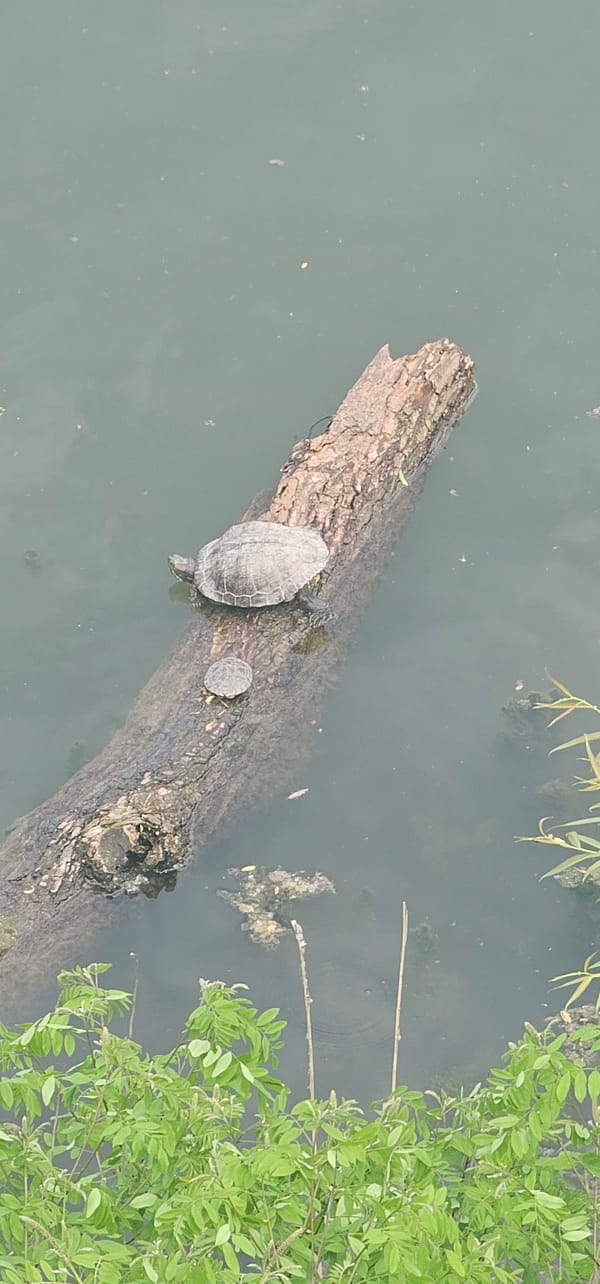 Plovdiv witnesses capture turtles on log, couple's bedroom selfie