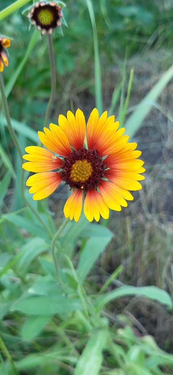 Wildflowers in bloom across a rural Ukrainian village