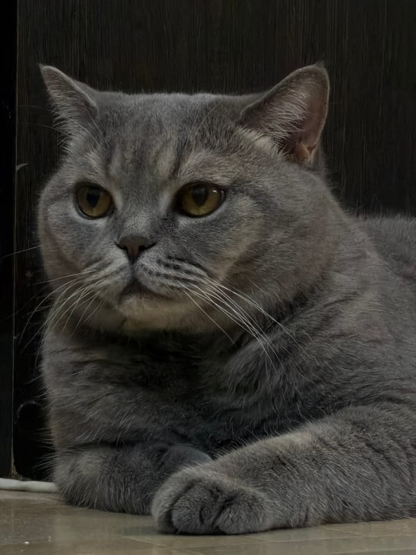 British Shorthair cat lounging across Perm apartment floors