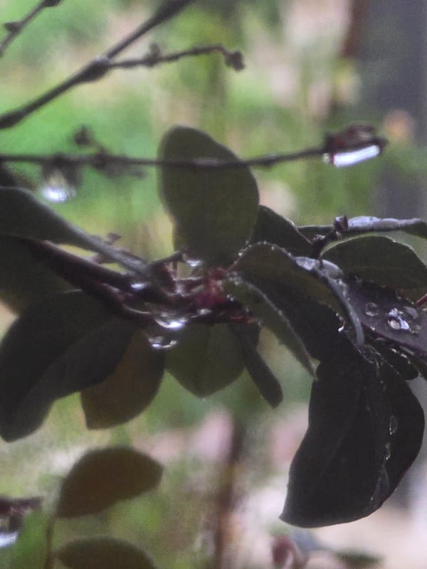 Rain moves through, soaking a garden and surrounding buildings.