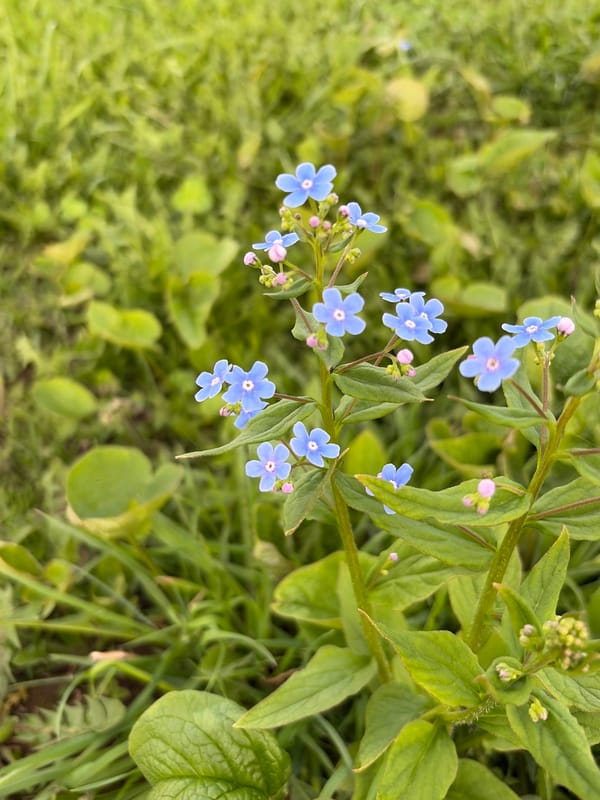 Spring flowers and outdoor moments captured in Кадряково, Russia