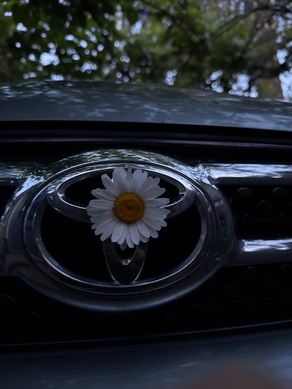 Rural Belarus witness captures daisy picking, dog encounter, moonlit evening