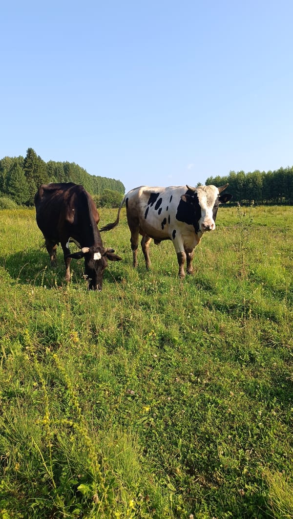 Grazing cows and wildflowers on a sunny Karsha meadow