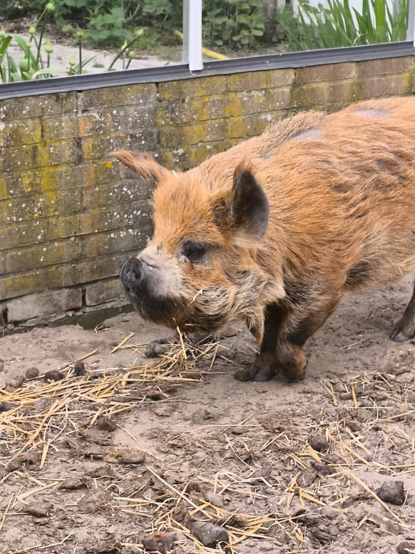 Rural market visit documented in Warmenhuizen, Netherlands