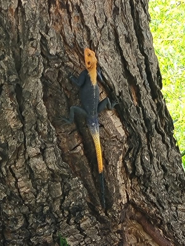 Everyday moments captured in Bauchi: lizard and portrait