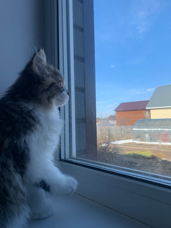 Cat spotted on windowsill in Chaikovsky, Russia