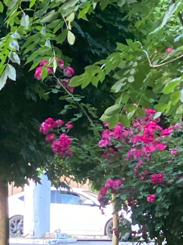 Ukrainian city street scenes captured by witnesses during afternoon