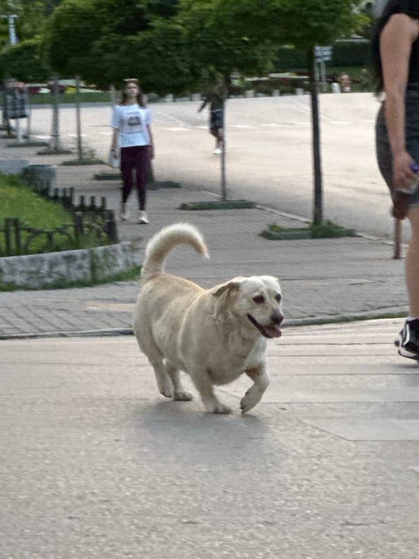 Evening street life documented across Veliko Tarnovo, Bulgaria
