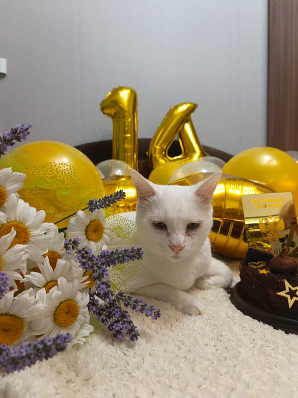 White cat posed at a 14th birthday setup with cake and balloons