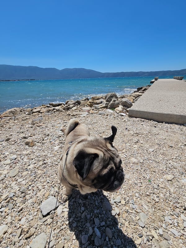 Pug enjoys sunny beach day in Orikum, Albania