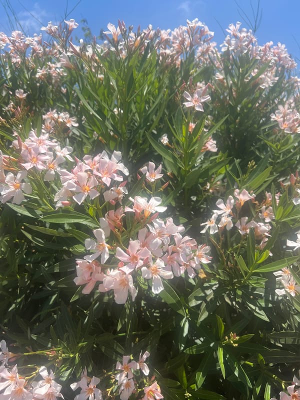 Oleanders and ornamental grasses in bloom, Or Akiva