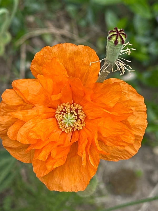 Orange poppy flower photographed in New Westminster garden