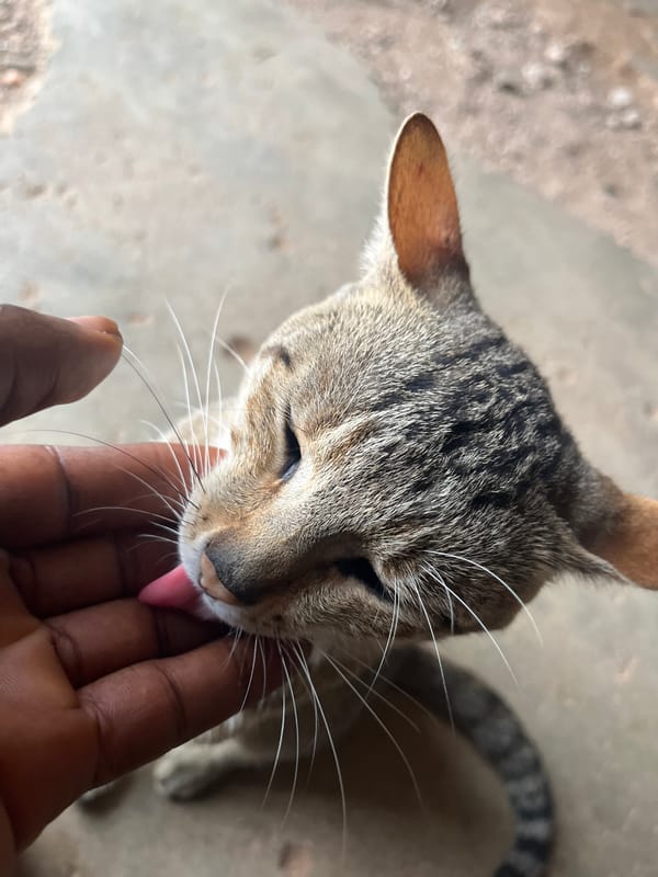 Football training and a tabby cat, afternoon in Jos