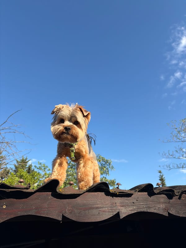 Yorkshire Terrier spotted on wooden structure in Brestnik, Bulgaria