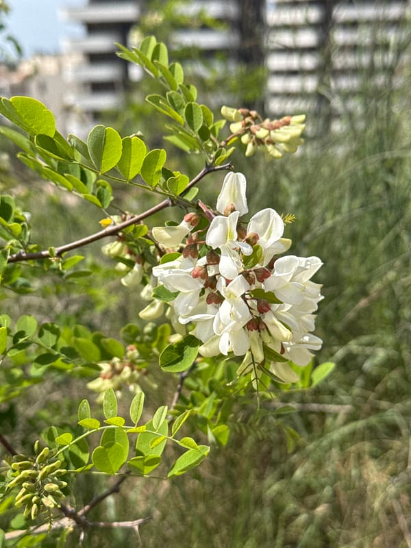 Spring flowers and modern buildings observed in Boreti, Montenegro