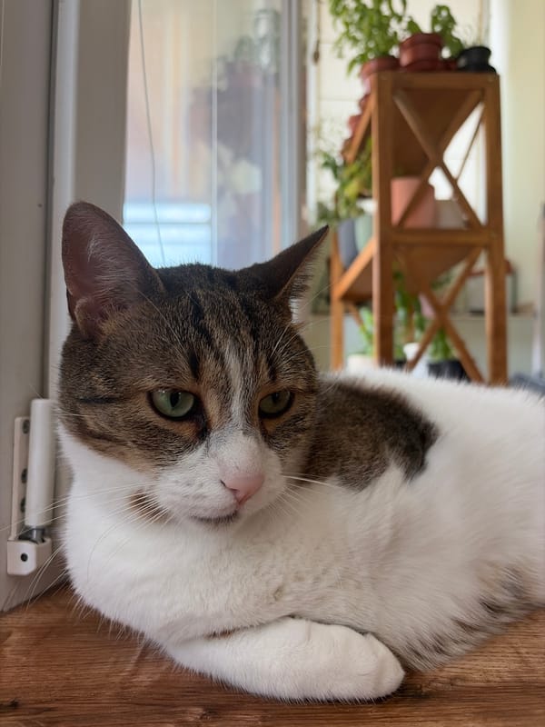Cats lounging at home, one getting some affection