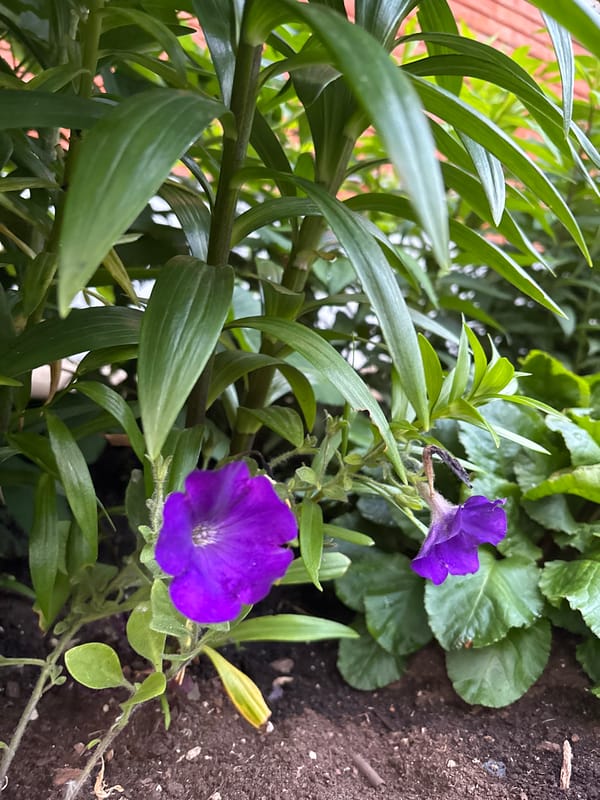 Garden flowers and casual snapshots from Chaikovsky