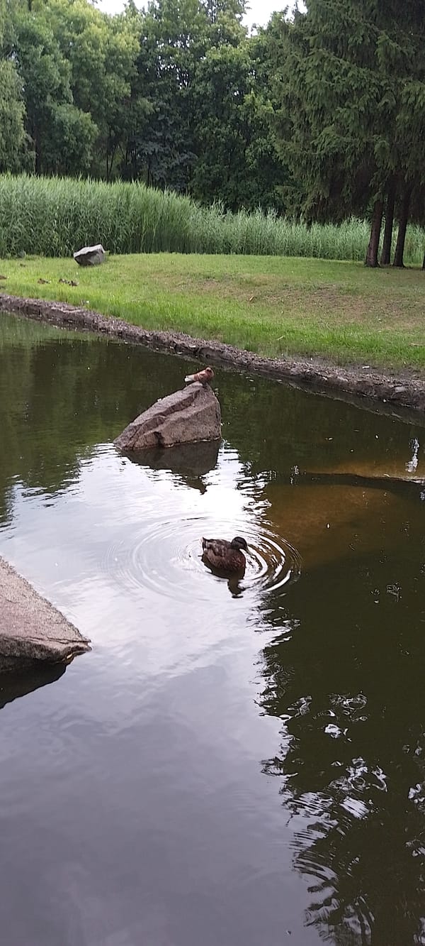 Ducks and ducklings on a quiet reed-lined pond