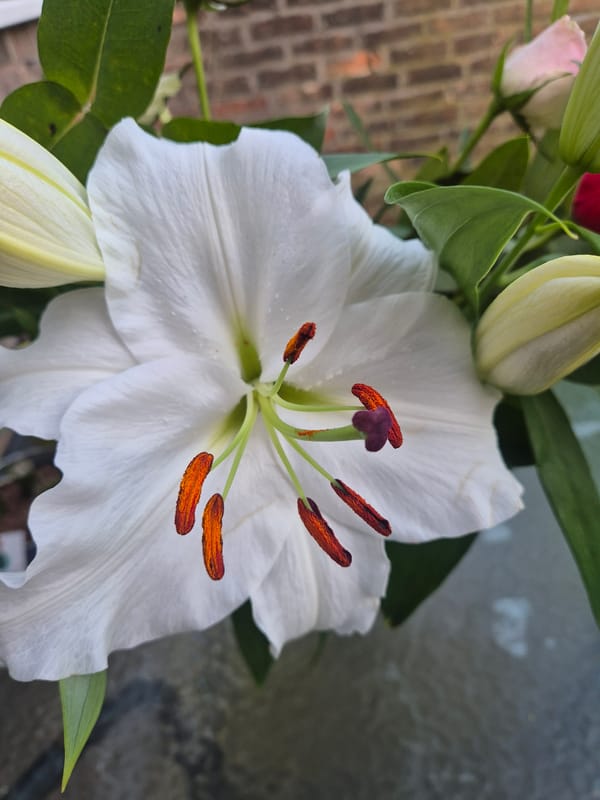 White lily blooms captured in West Suffolk garden