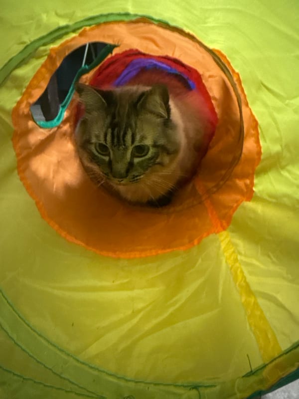 Cat peers from colorful play tunnel in Puebla