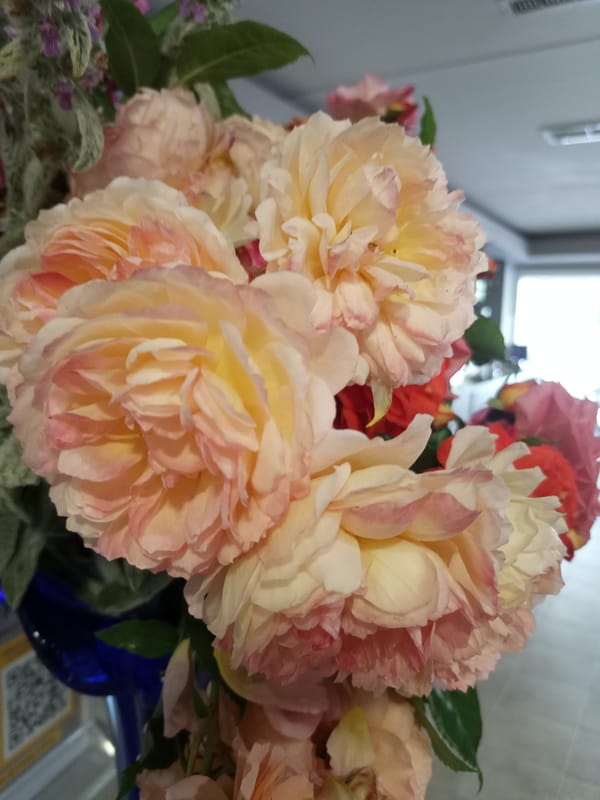 Gym visit and garden flowers on a summer morning