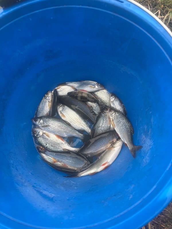 Angler catches small fish during rainfall near Moscow lake