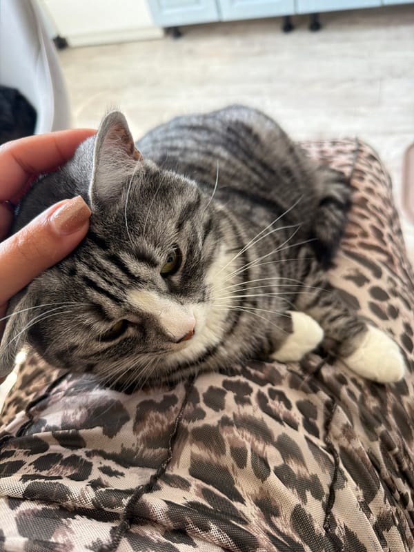 Gray tabby lounges on leopard-print fabric, enjoying a pet.