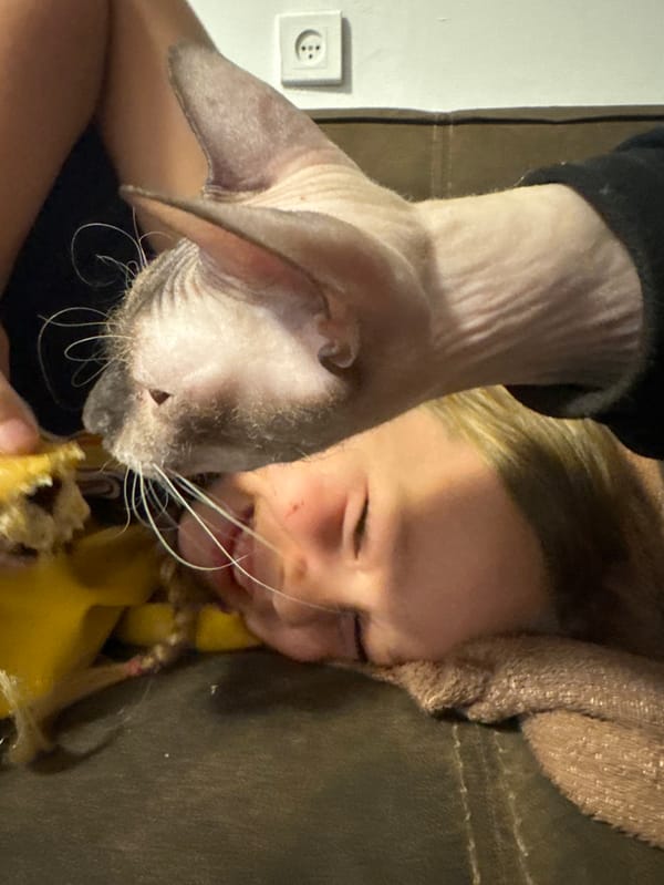 Personal moments with Sphynx cat documented in Bat Yam