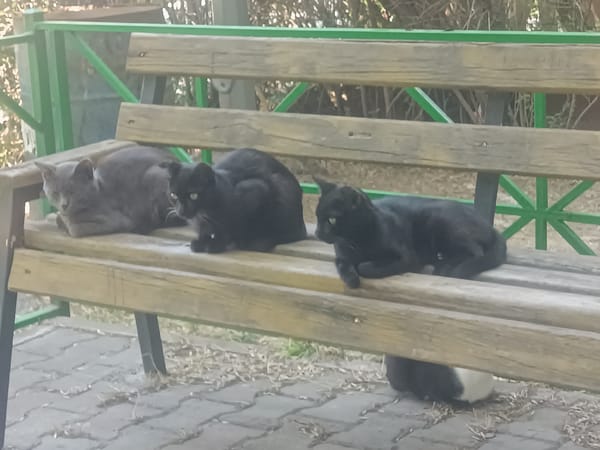 Cats, dogs, and quiet streets in a Shymkent neighborhood